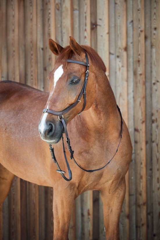 Bitloos hoofdstel orlando bruin 3