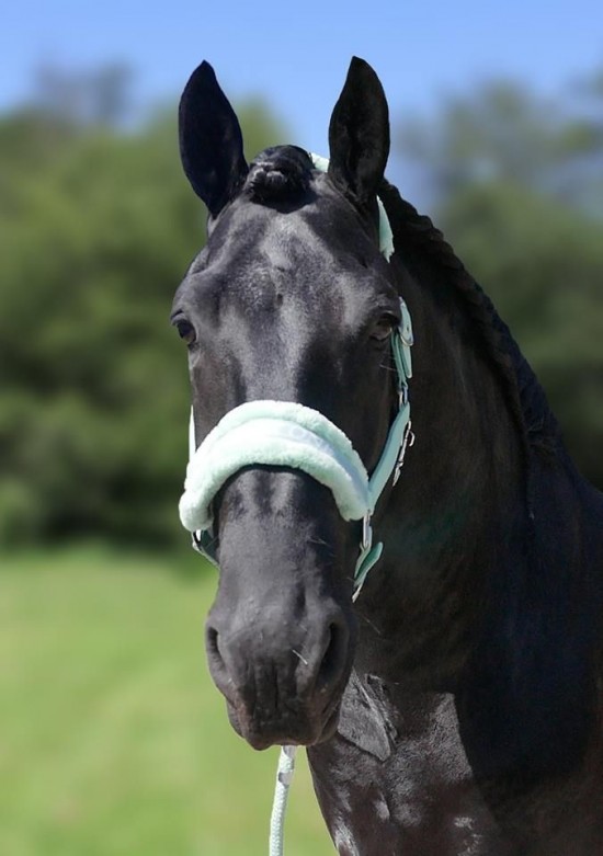 Halster soft with name mint 1