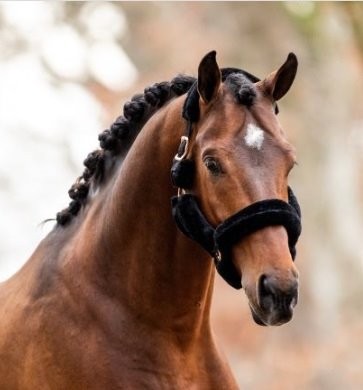 Halster teddy rose gold 1 0