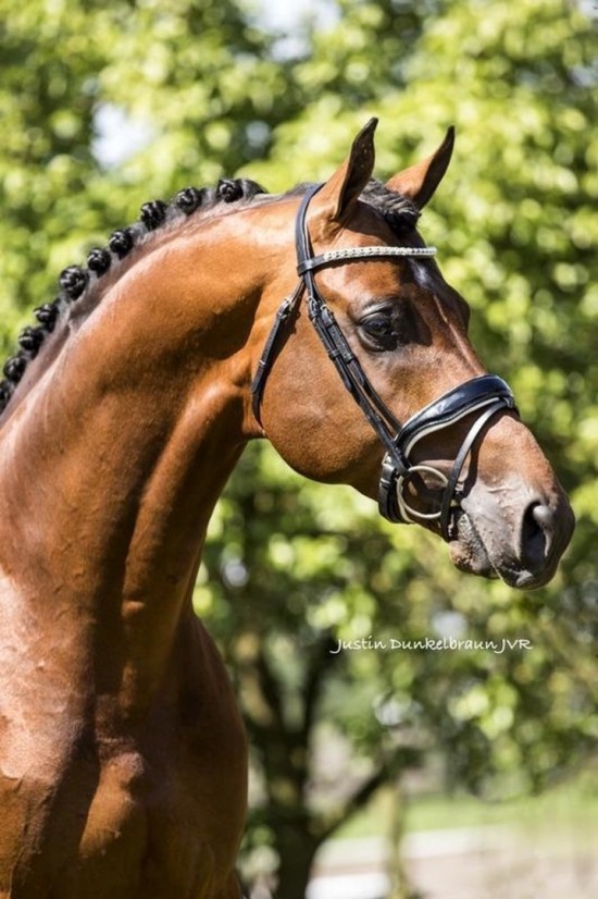 Hoofdstel glamerdale 1