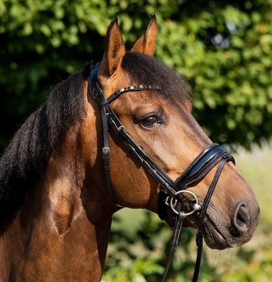 Hoofdstel hb sweat dreams burgundy 1