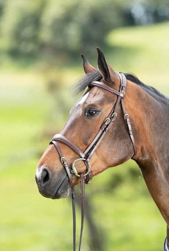 Hoofdstel hfi  technical bruin 1