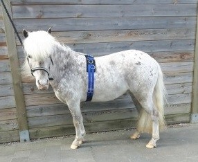 Longeersingel shet 1