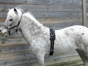 Longeersingel shet 2