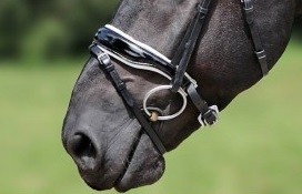 Gecombineerde neusriem (lak) voor anatomisch hoofdstel