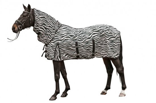 Vliegendek zebra hal en buik hkm