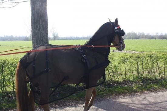 Vliegendeken voor mennen 1