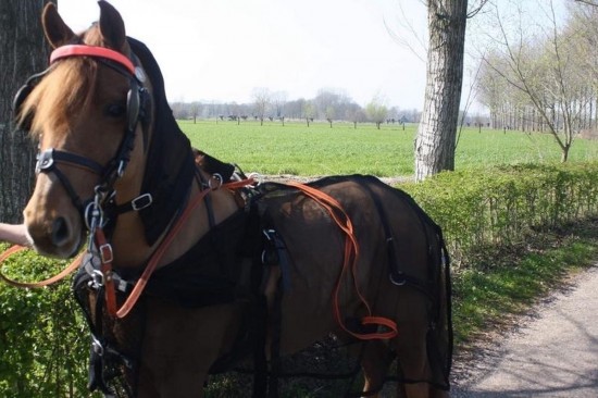 Vliegendeken voor mennen 2