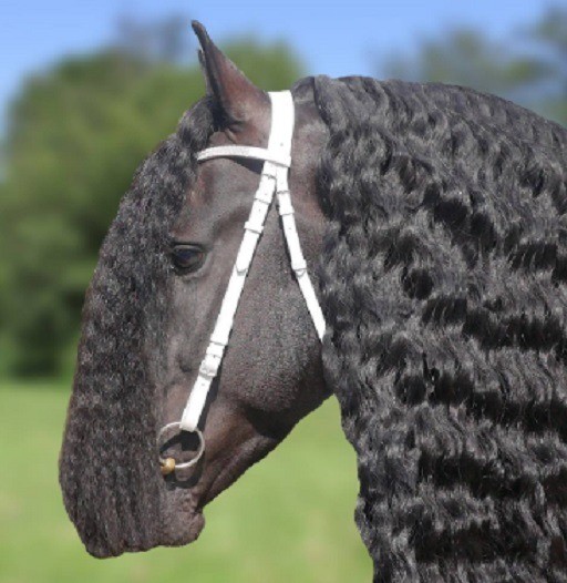 Voorbrenghoofdstel wit de luxe 2