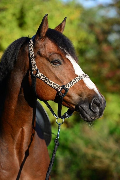 Luxe Panter halsters - - Onlinehorseoutlet