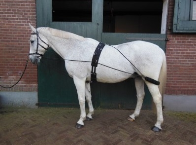 Elastisch diagonaal Bourgondië Pessoa longeerhulp - Longeerbenodigdheden - Onlinehorseoutlet